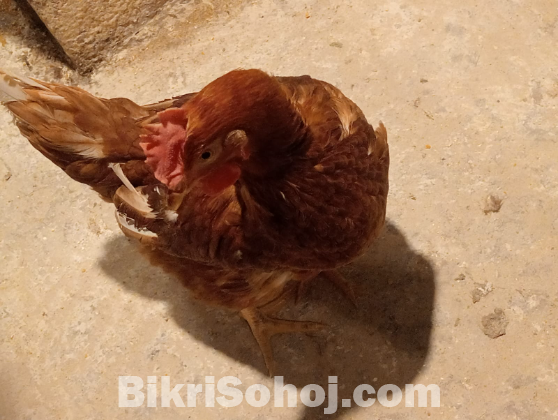 লেয়ার মুরগী ২কেজি